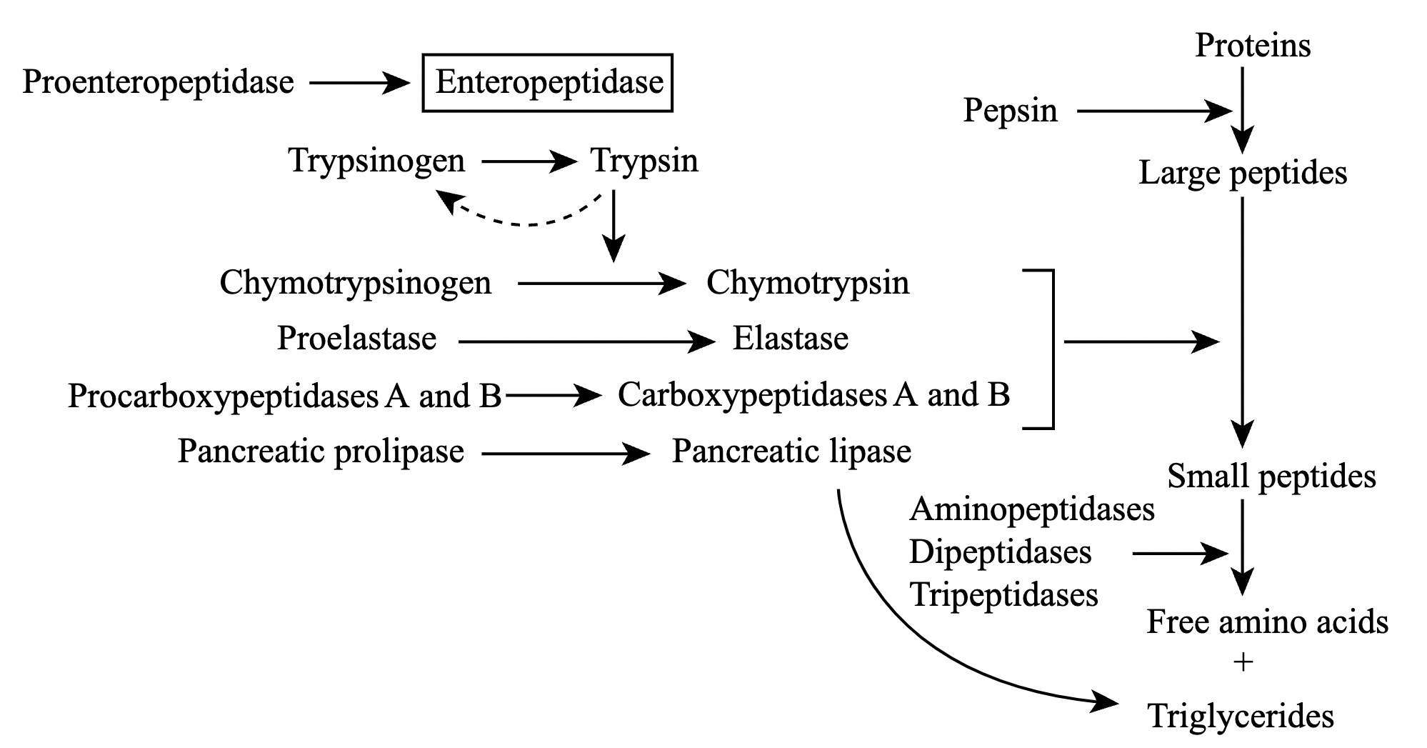 Enzymatic Activity Of Trypsin